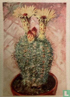 Echinocactus apricus