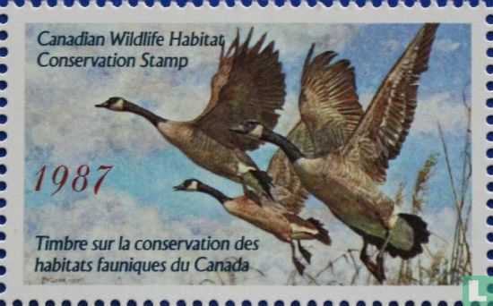 Canadian geese