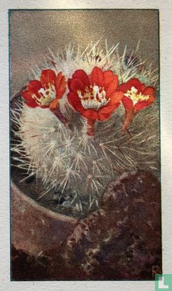 Witte-Dwergcactus