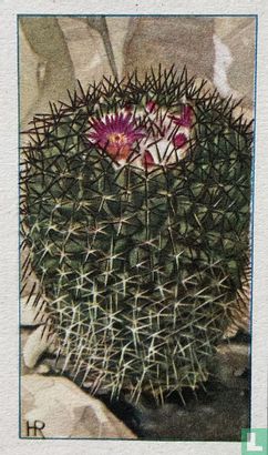 Stemmige-Kranscactus