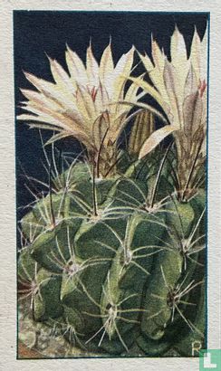 Ebben-Stekelcactus
