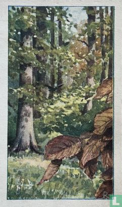 Bruine Beuk - Afbeelding 1