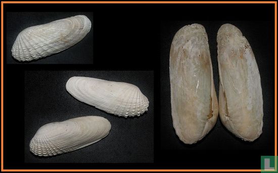 Barnea candida - Image 1