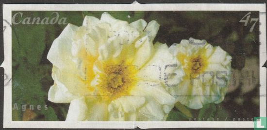 Rose Varieties - Image 2
