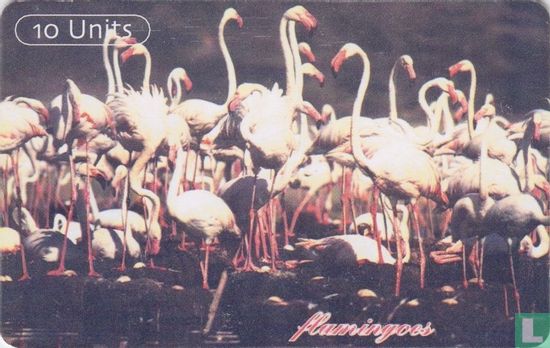 Flamingoes - Afbeelding 1