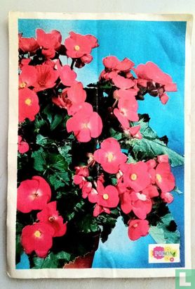 Begonia (types élatior) - Bild 1