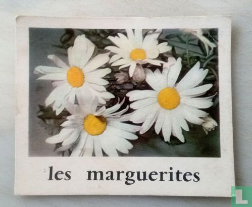 Les marquerites. - Afbeelding 1