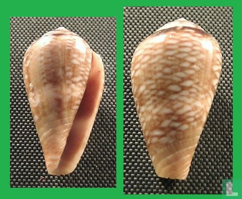 Conus belairensis