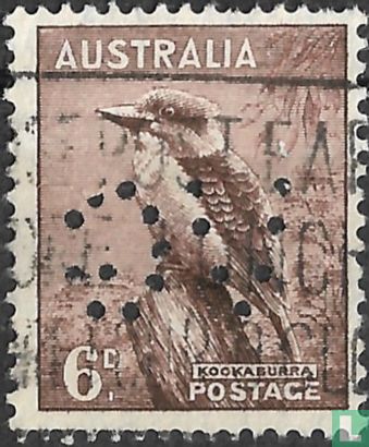 Kookaburra - Image 1