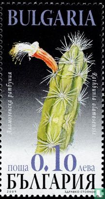 Cactusbloemen