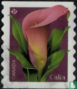 Calla (Zantedeschia sp.)