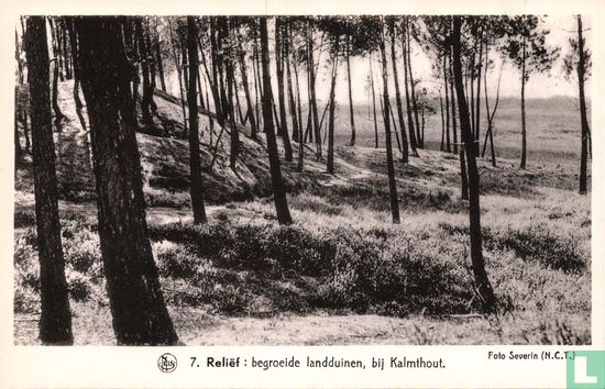 Reliëf: begroeide landduinen, bij Kalmthout - Afbeelding 1