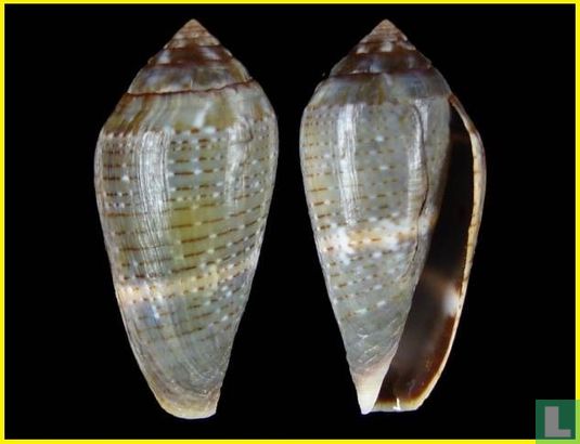 Conus bruguieresi