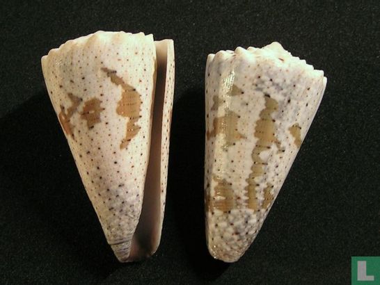 Conus imperialis fuscatus