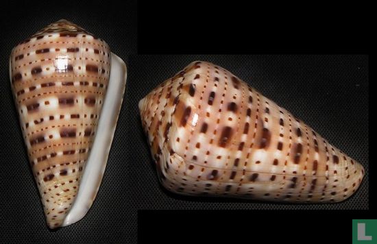 Conus genuanus - Afbeelding 2