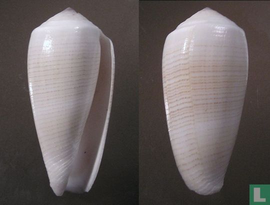 Conus magus fulvobullatus