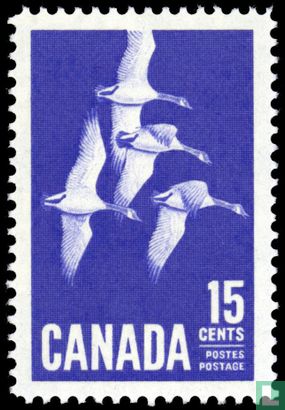 Grote Canadese ganzen