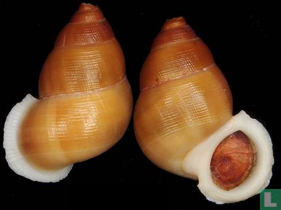 Chondrothyra cerina