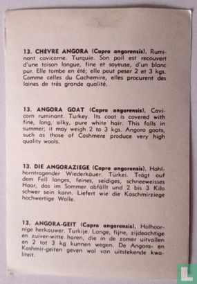  Herbivore chèvre angora. - Afbeelding 2