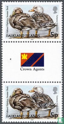 Falkland steamboat duck