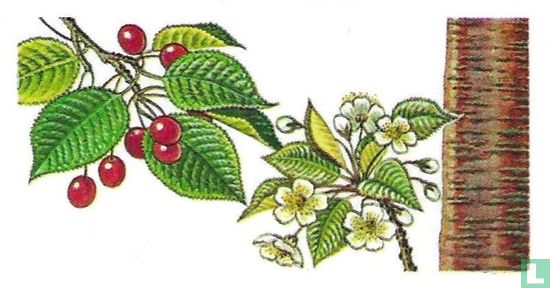 Gean, Wild Cherry - Afbeelding 1