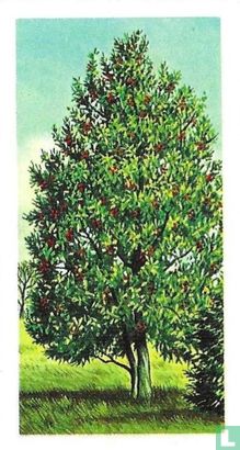 Holly - Image 1