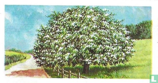 Hawthorn, May - Afbeelding 1