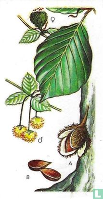 Beech - Image 1