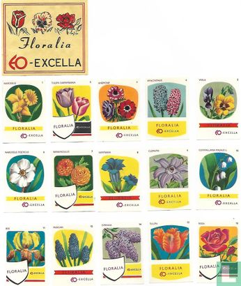 Phlox Paniculata - Afbeelding 2