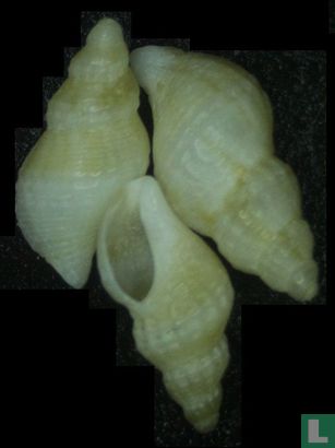 Maorimorpha sulcata - Image 2