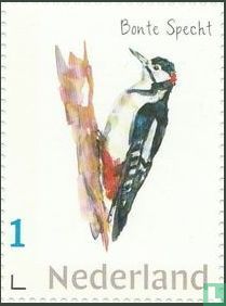 Dutch Woodpeckers - Spotted Woodpecker
