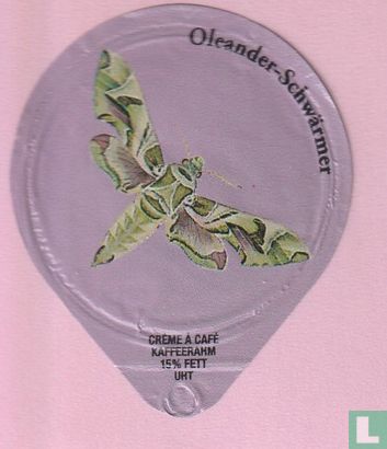 17 Oleander-Schwärmer