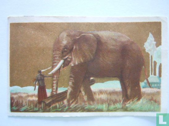 De olifant - Afbeelding 1