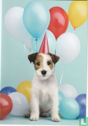 Hond met feesthoedje en ballonnen  - Afbeelding 1