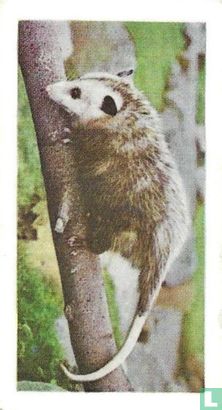 Opossum - Afbeelding 1