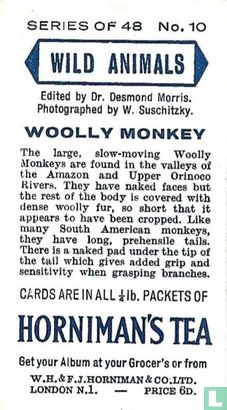 Woolly Monkey - Image 2