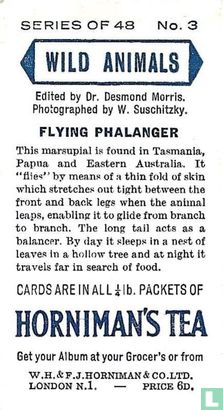 Flying Phalanger - Image 2