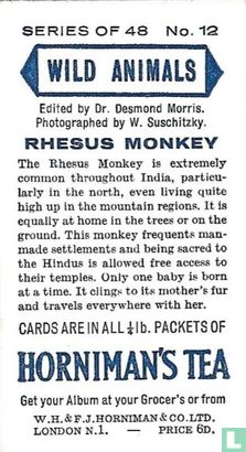 Rhesus Monkey - Image 2