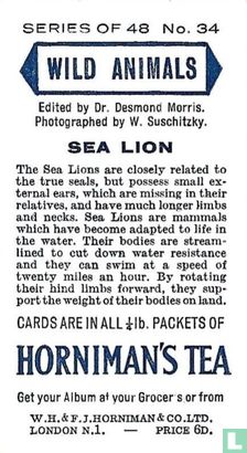 Sea Lion - Image 2