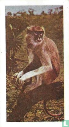Patas Monkey - Image 1