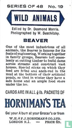 Beaver - Image 2