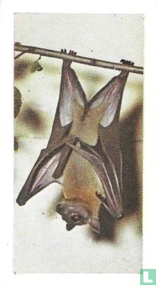 African Fruit Bat - Image 1
