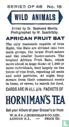 African Fruit Bat - Image 2