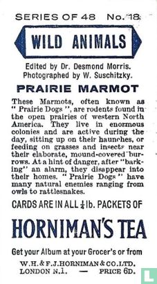 Prairie Marmot - Afbeelding 2