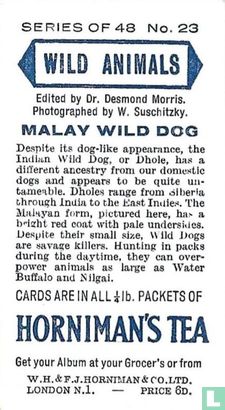 Malay Wild Dog - Image 2