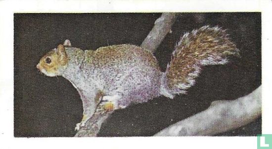 Grey Squirrel - Image 1