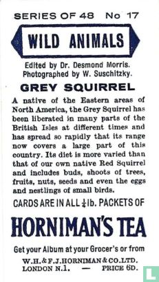 Grey Squirrel - Image 2
