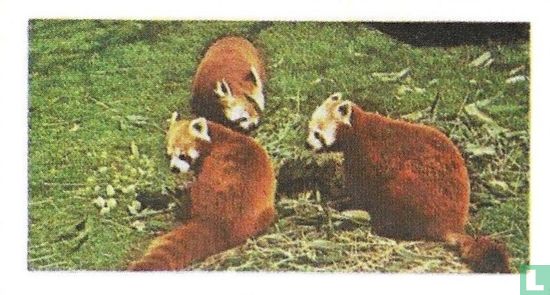 Red Panda - Image 1