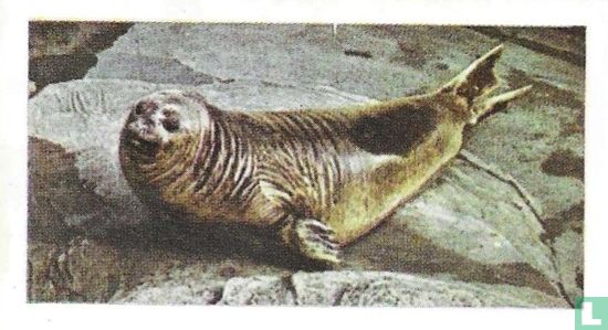 Elephant Seal - Image 1