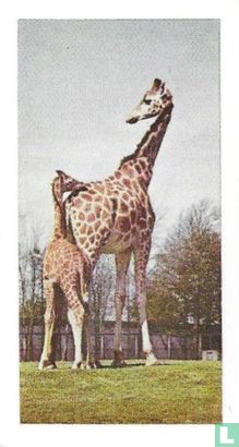 Giraffe - Image 1